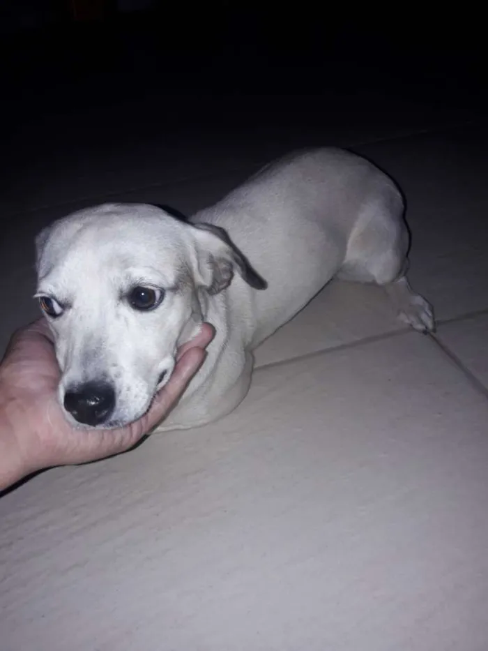 Cachorro ra a Vira lata idade 1 ano nome Lana