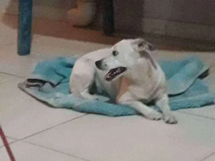 Cachorro ra a Vira lata idade 1 ano nome Lana