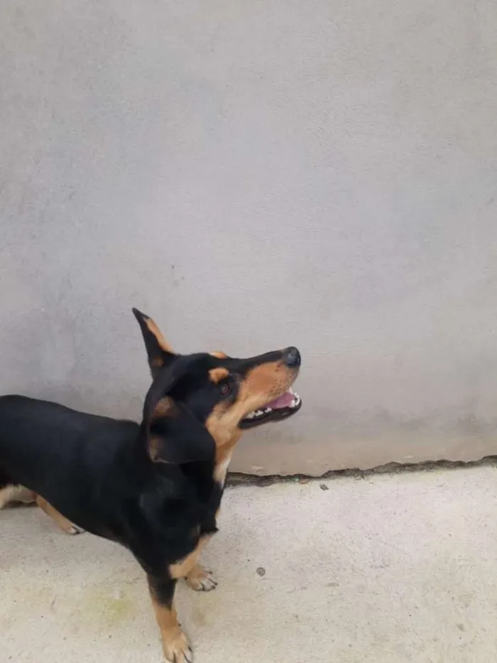 Cachorro ra a Viralata idade 2 anos nome Churrinho 