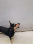 Churrinho