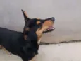 Churrinho