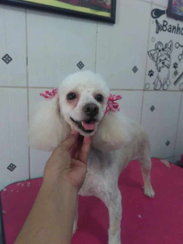 Cachorro ra a Poodle idade 5 anos nome Jholy