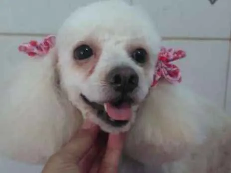Cachorro ra a Poodle idade 5 anos nome Jholy