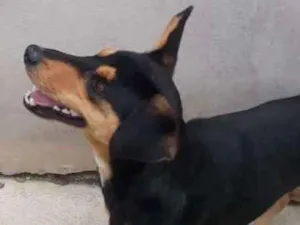 Cachorro raça Viralata idade 2 anos nome Churrinho 