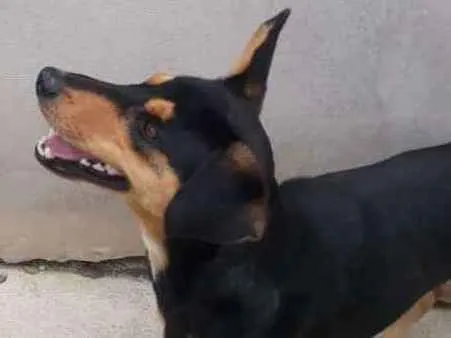 Cachorro ra a Viralata idade 2 anos nome Churrinho 