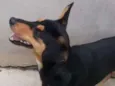 Churrinho