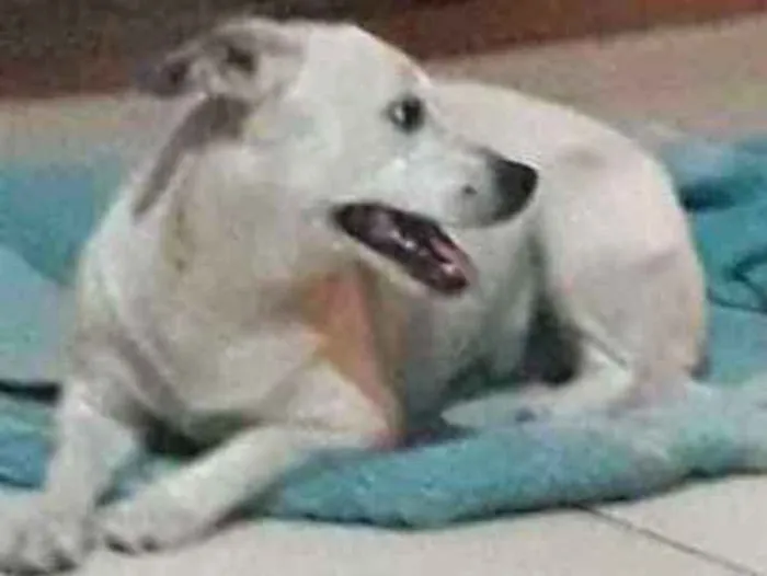 Cachorro ra a Vira lata idade 1 ano nome Lana