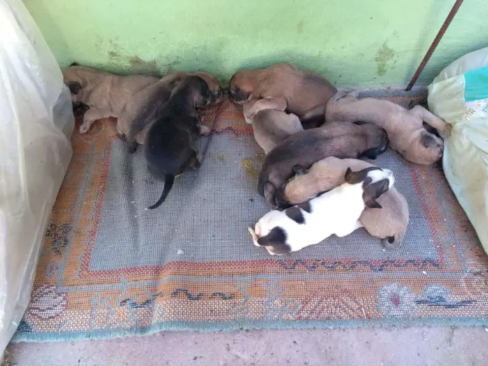 Cachorro ra a Não sei idade Abaixo de 2 meses nome Sem nome