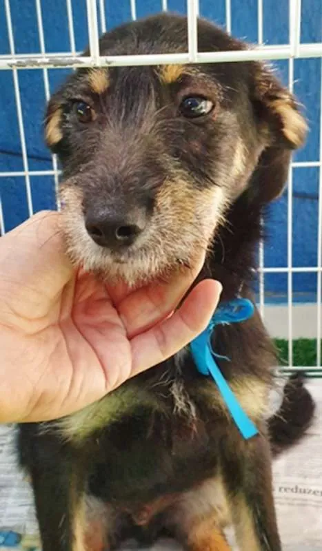 Cachorro ra a SRD idade 2 a 6 meses nome REGIS DOG