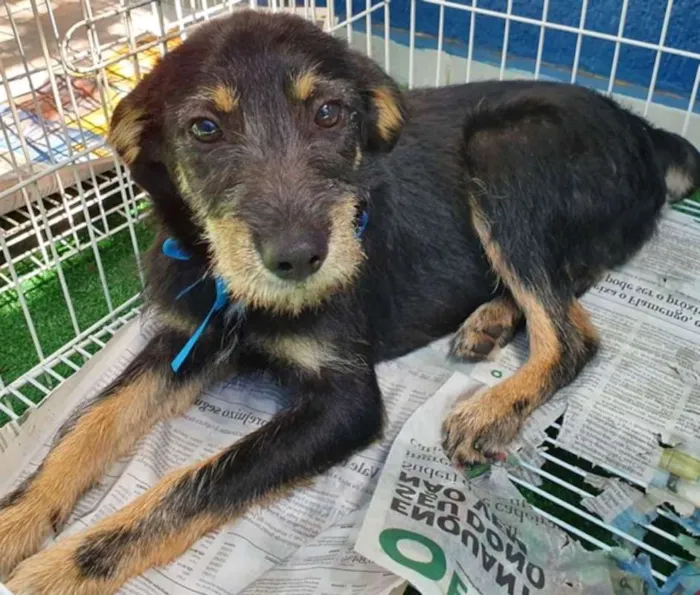 Cachorro ra a SRD idade 2 a 6 meses nome REGIS DOG