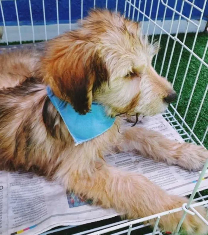 Cachorro ra a SRD idade 2 a 6 meses nome PABLO MIX
