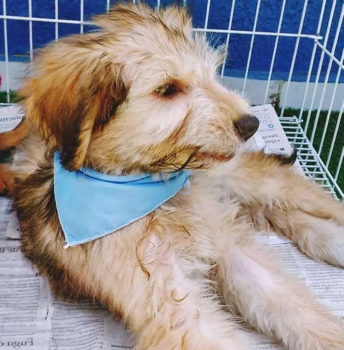 Cachorro ra a SRD idade 2 a 6 meses nome PABLO MIX