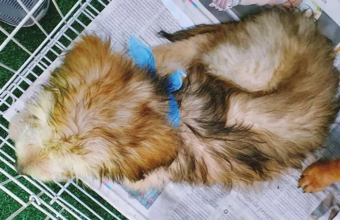 Cachorro ra a SRD idade 2 a 6 meses nome PABLO MIX