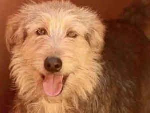 Cachorro raça  idade 2 anos nome Buddy