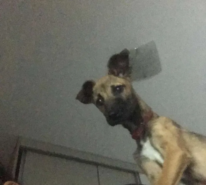 Cachorro ra a Sem definição  idade 1 ano nome Sem nome