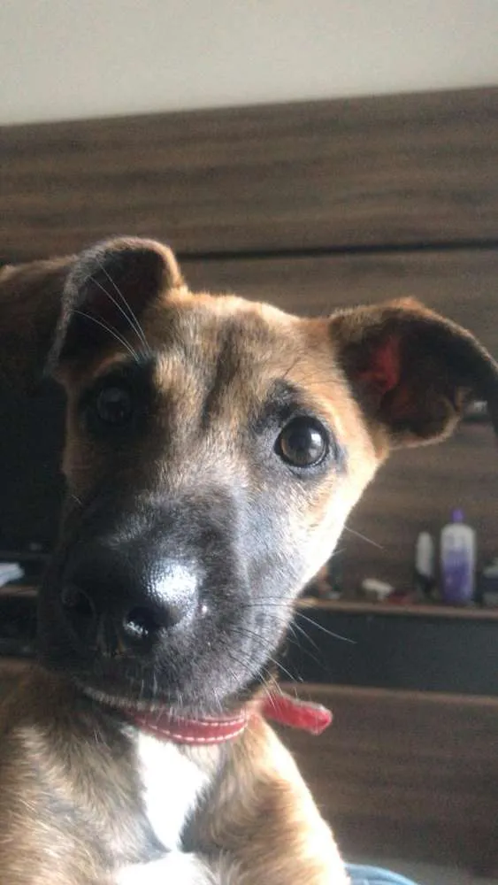 Cachorro ra a Sem definição  idade 1 ano nome Sem nome