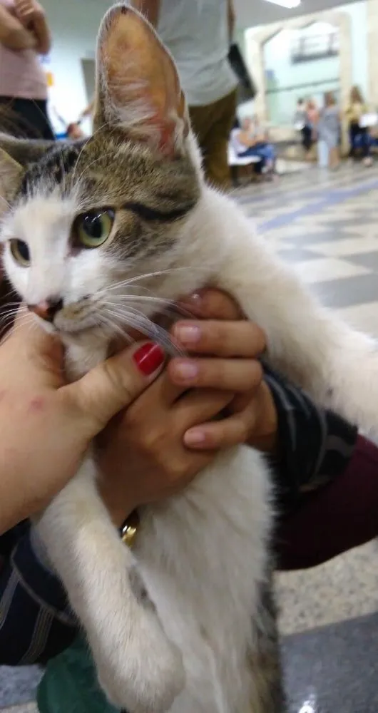 Gato ra a Sem idade 2 a 6 meses nome Raizinha