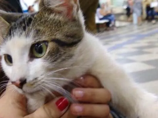 Gato ra a Sem idade 2 a 6 meses nome Raizinha