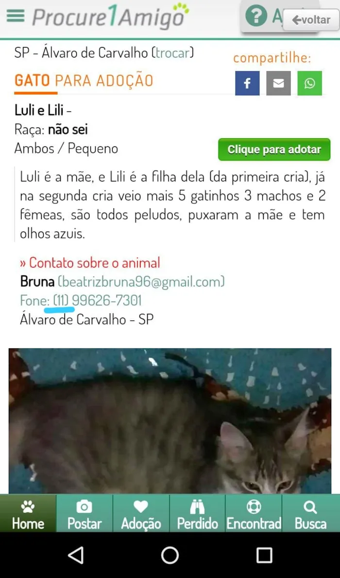 Gato ra a não sei  idade  nome Luli e Lili