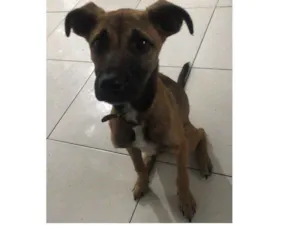 Cachorro raça Sem definição  idade 1 ano nome Sem nome