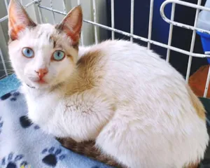 Gato raça SRD idade 2 a 6 meses nome CARLINHO MIX
