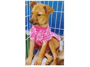 Cachorro raça SRD idade 2 a 6 meses nome ANA CARAMELO