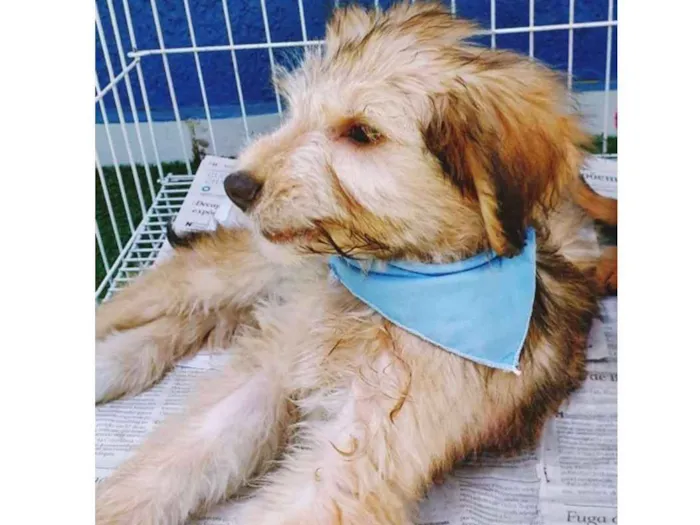 Cachorro ra a SRD idade 2 a 6 meses nome PABLO MIX