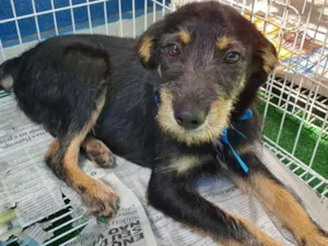 Cachorro raça SRD idade 2 a 6 meses nome REGIS DOG