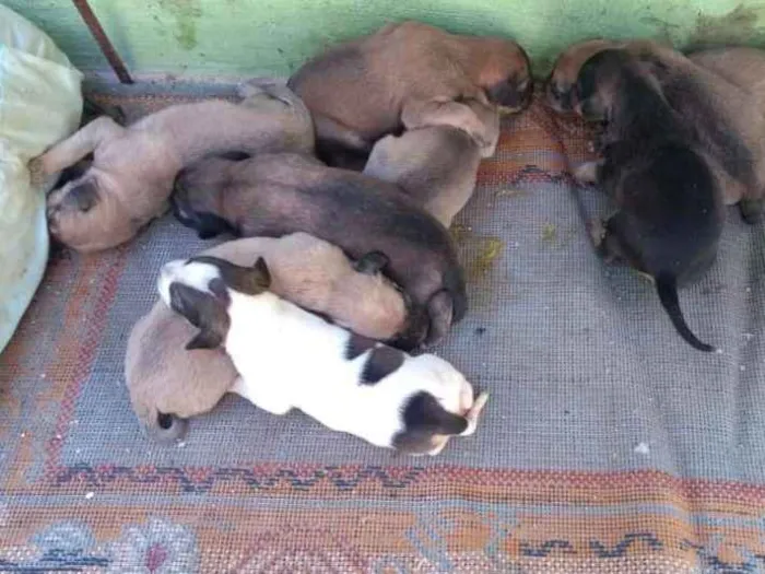 Cachorro ra a Não sei idade Abaixo de 2 meses nome Sem nome