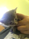 Gatinhos abandonados