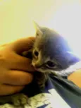 Gatinhos abandonados