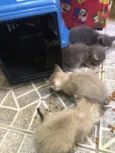 Gatinhos abandonados