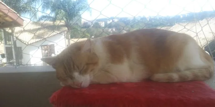 Gato raça Srd idade 3 anos nome Fred