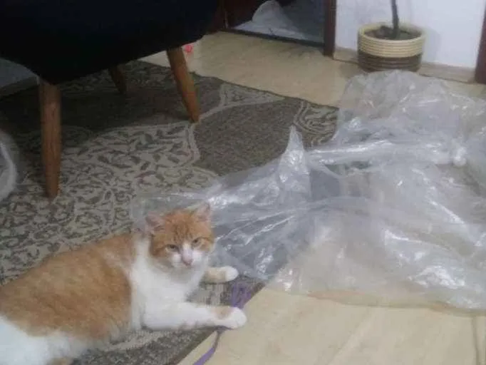 Gato raça Srd idade 3 anos nome Fred