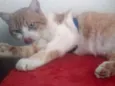 Gato raça Srd idade 3 anos nome Fred