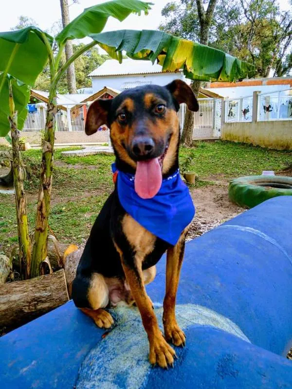 Cachorro ra a srd idade 1 ano nome Hugo