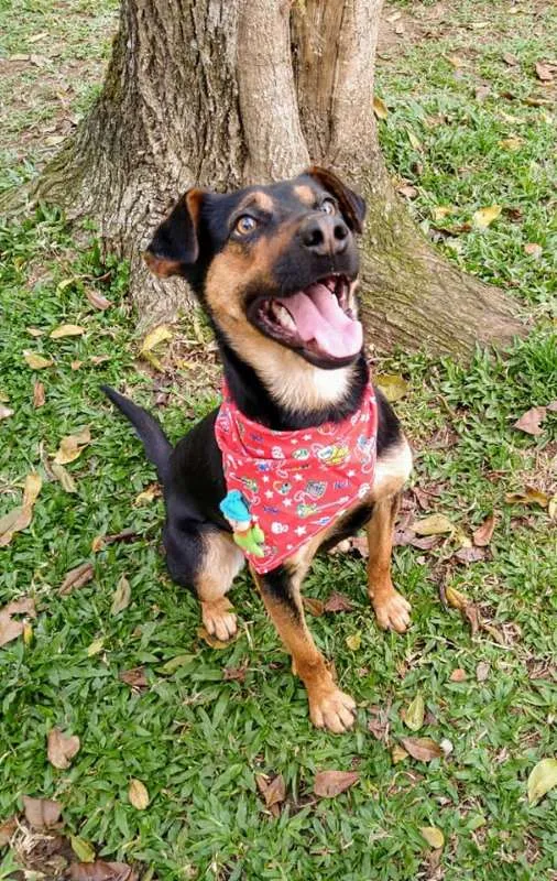 Cachorro ra a srd idade 1 ano nome Hugo