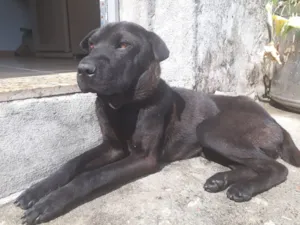 Cachorro raça SRD idade 2 a 6 meses nome Morgana