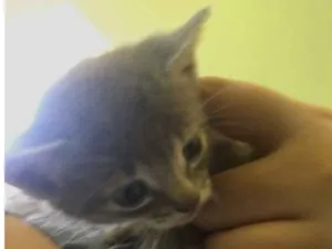 Gato raça Sem raça definida idade Abaixo de 2 meses nome Gatinhos abandonados