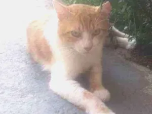 Gato raça Srd idade 3 anos nome Fred