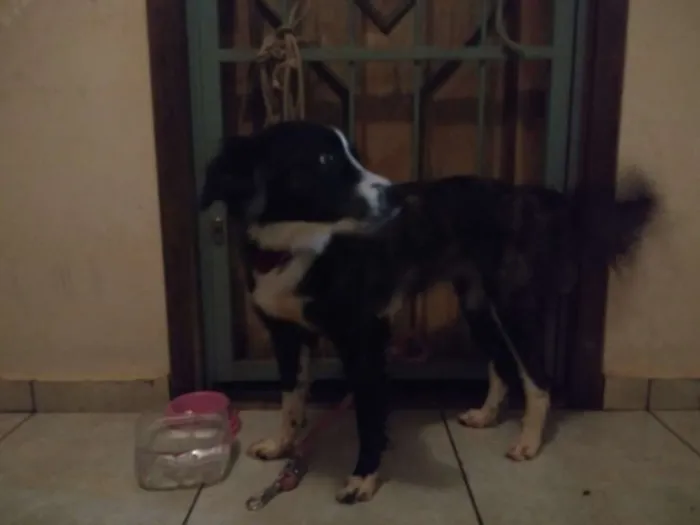 Cachorro ra a indefinida idade 1 ano nome pandora