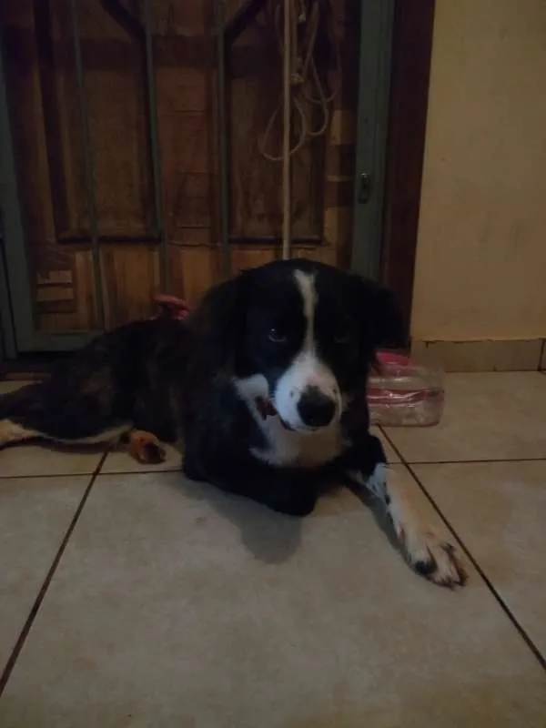 Cachorro ra a indefinida idade 1 ano nome pandora