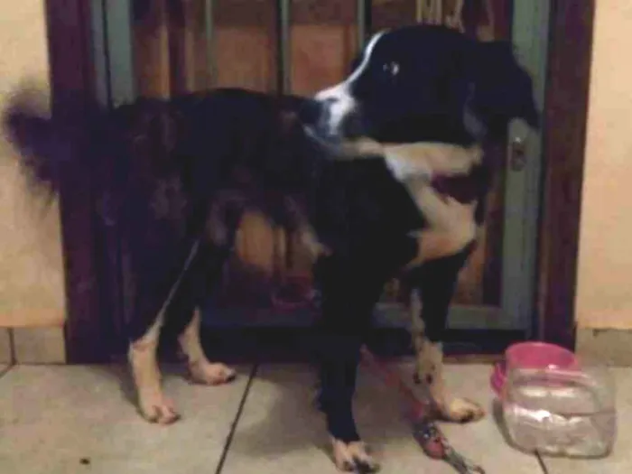 Cachorro ra a indefinida idade 1 ano nome pandora