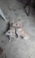 Bela e Gorda