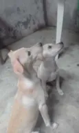 Bela e Gorda