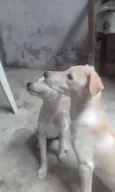 Bela e Gorda