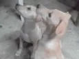 Bela e Gorda