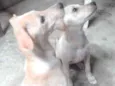 Bela e Gorda
