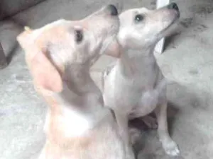 Cachorro raça Vira Lata  idade 2 a 6 meses nome Bela e Gorda 