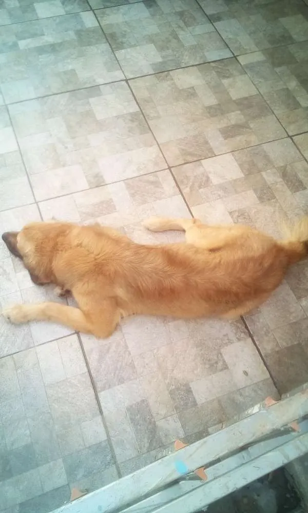 Cachorro ra a Mistura de Golden idade 2 anos nome Thor